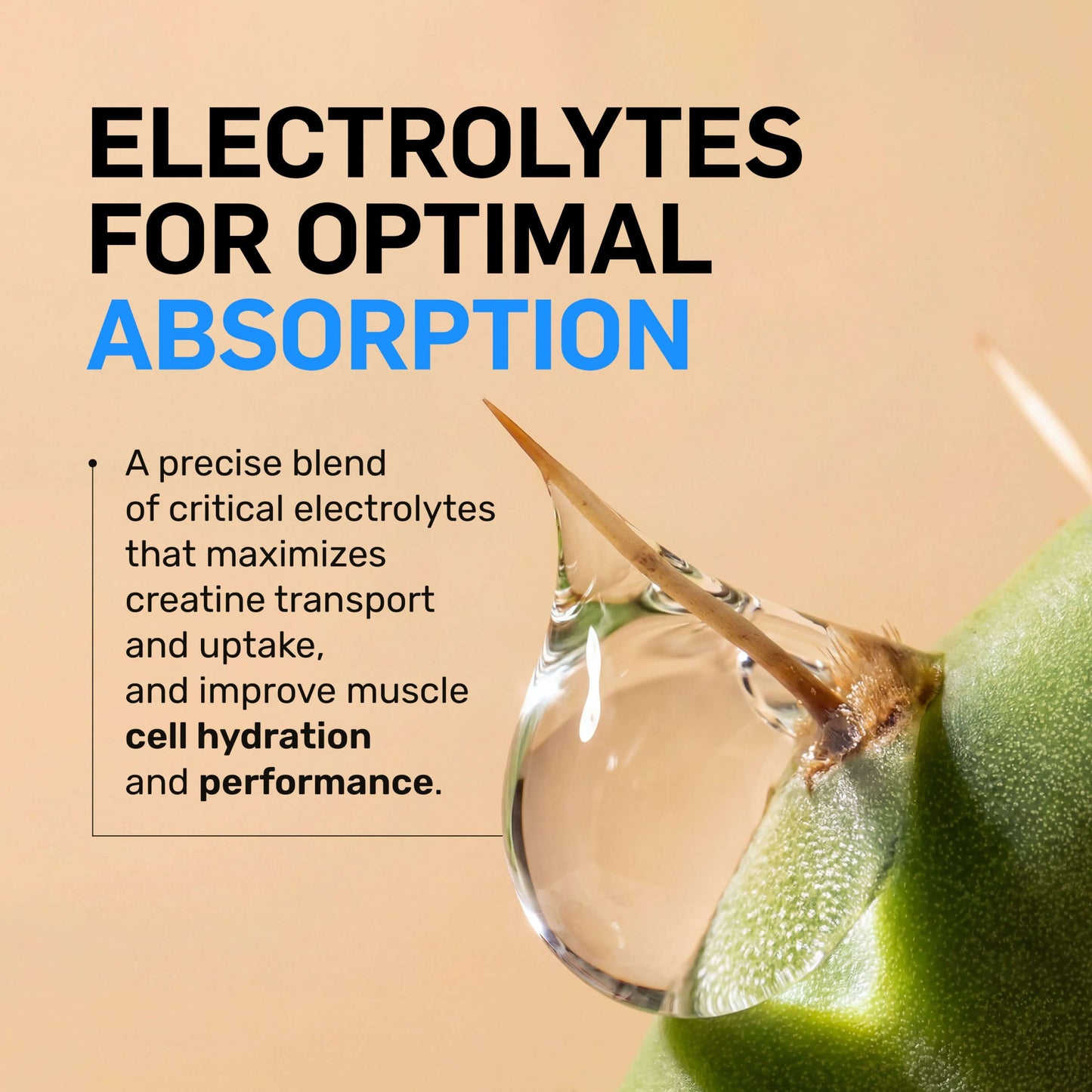 Raspberry Lime Creatine HCl Powder - Raspberry Lime for Easy Workout Drink Mixing